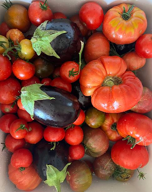 istock Freshly Harvested Homegrown Tomatoes and Eggplants Washed in Kitchen with Water Drops 2234810144