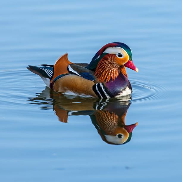istock Colorful Mandarin Duck on Calm Lake 2234811487