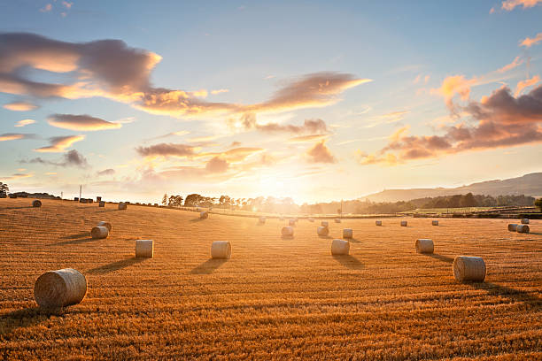 istock Hay bales in golden field with sunset summer background 2234812251