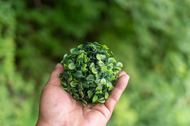 Hands holding a plant in a fresh green forest