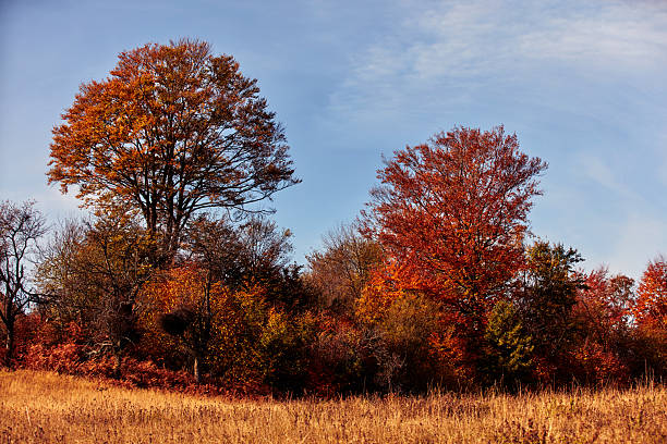 Red maple trees changing colors in early fall at a suburb area.