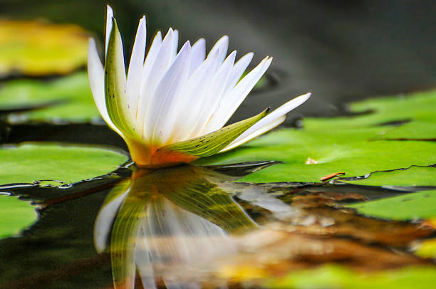 blossoming waterlily flowers