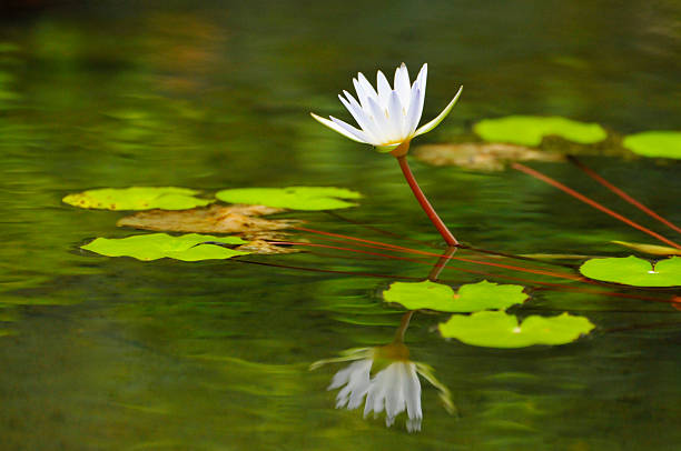 blossoming waterlily flowers