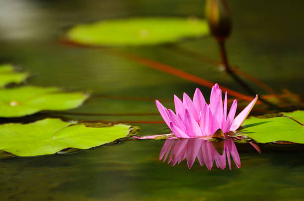 istock blossoming waterlily flowers 2234817935