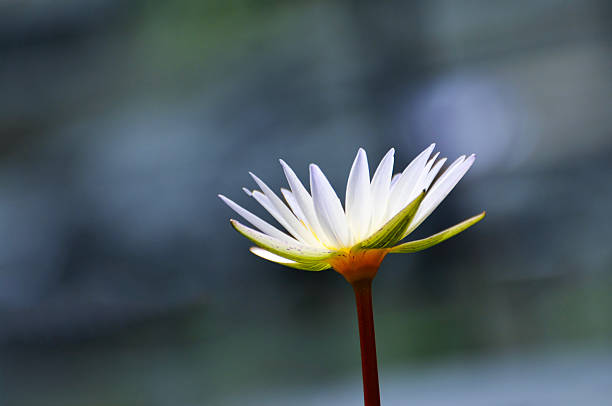 blossoming waterlily flowers
