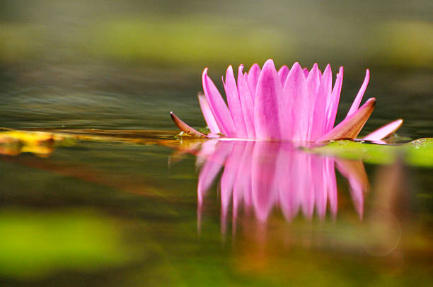 istock blossoming waterlily flowers 2234817940