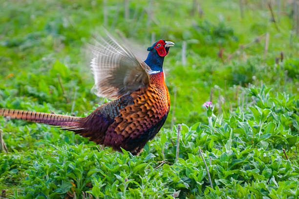 Male common pheasant (Phasianus colchicus) or ring-necked pheasant calling and displaying in spring, Yorkshire, England.