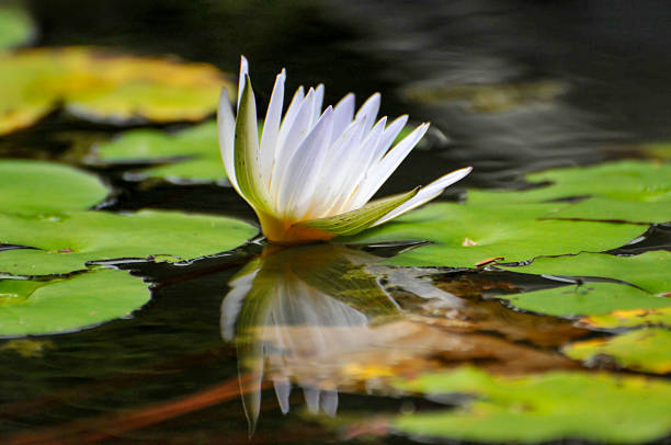 istock blossoming waterlily flowers 2234824734