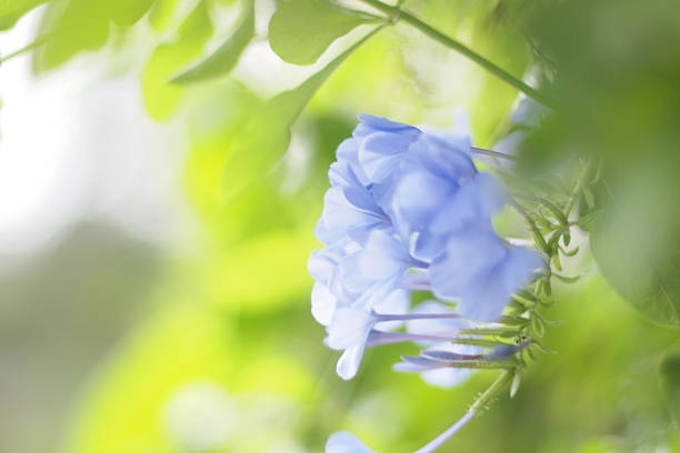 Plumbago flowers blooming on a vine against a textured brick wall background