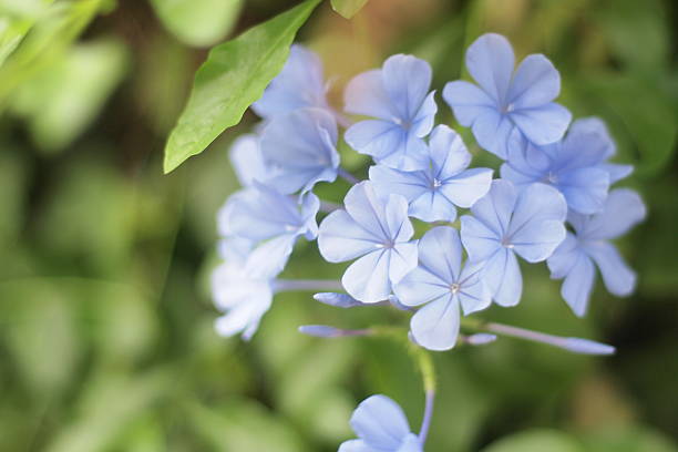 istock Serene Blue Plumbago Blooms 2234825831