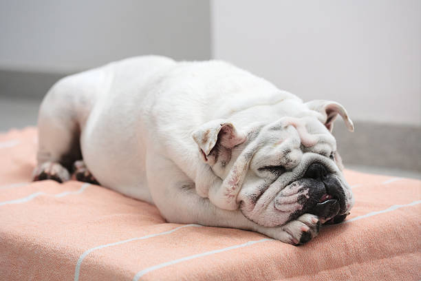istock Sleeping English Bulldog On Peach Blanket 2234826208