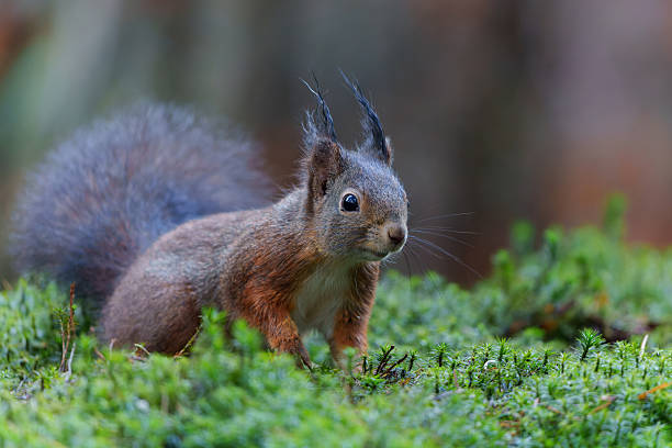 istock Eurasian red squirrel in the forest in the Netherlands. 2234827481