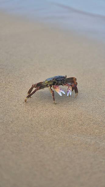istock Crab on the beach - Asia 2234827753