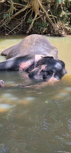 istock Elephant in water - Asia 2234827787