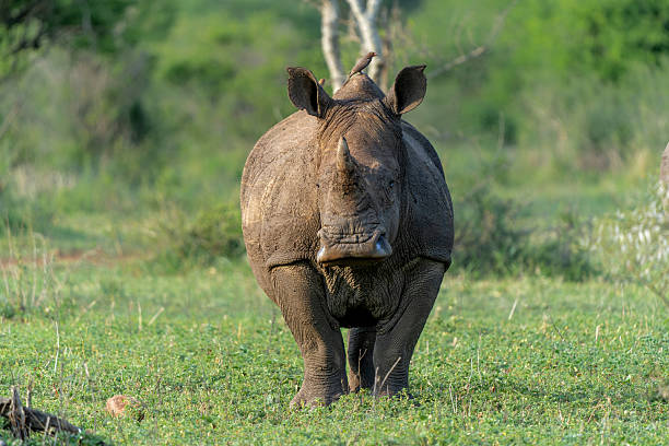 istock White Rhinoceros in a private game reserve 2234827789