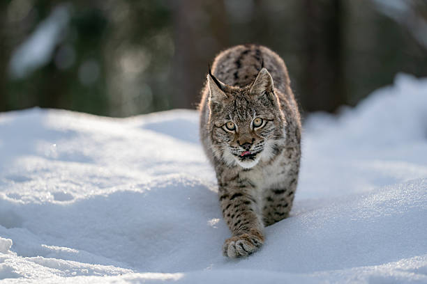 istock Wild Lynx Walking Across Snowy Landscape in Winter Forest Setting 2234827800