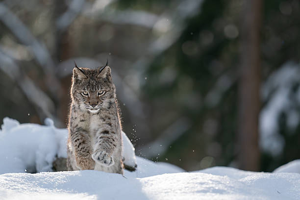 istock Majestic Lynx Standing on Snow in a Serene Winter Forest 2234827909