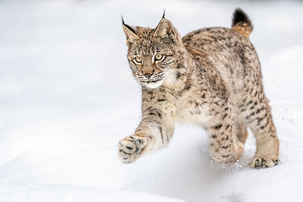 istock Lynx Bounding Through Snow-Covered Landscape During Wintertime 2234827936