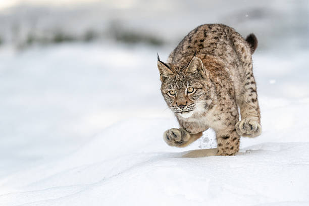 istock Lynx Leaping Through Snowy Winter Landscape in Predatory Action 2234827943