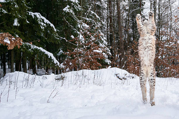 Lynx standing upright in a snowy forest, surrounded by winter trees, showcasing wildlife behavior. Capturing the natural environment and the intriguing posture of this wild animal in its habitat. Lynx standing on its hind legs. Lynx standing upright.