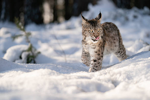 istock Lynx Walking in a Snowy Forest Landscape With Alert Expression 2234828273