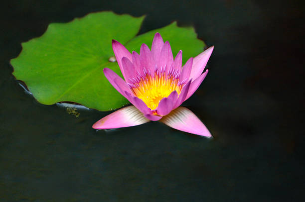 blossoming waterlily flowers