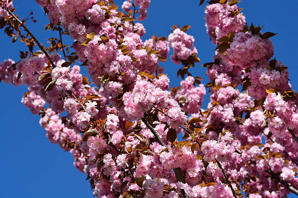 istock Japanese flowering cherry Kanzan 2234828865