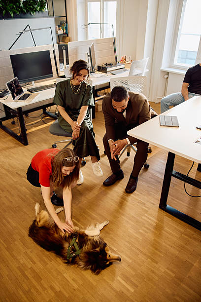istock High angle view of friendly business professionals smiling while playing with a dog in bright open plan office 2234830502