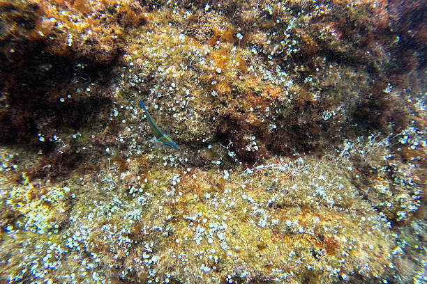 Reefs on a seabed in shallow waters in Spain.