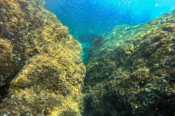 Reefs on a seabed in shallow waters in Spain.
