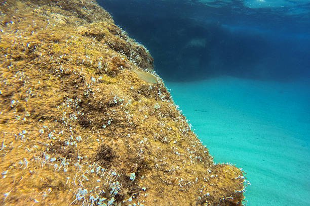 Reefs on a seabed in shallow waters in Spain.