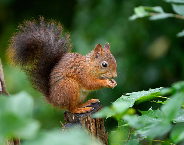 Squirrel feeding on a nut in my backyard.