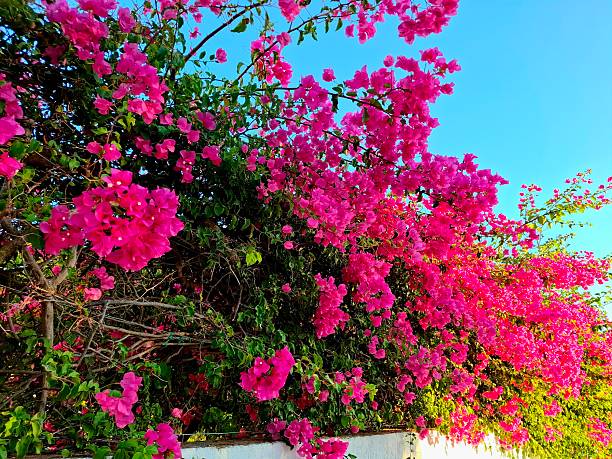 A close-up of vibrant flowers in full bloom, capturing the essence of summer’s warmth and color, Kefalonia, Greece.