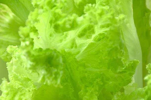 fresh green lettuce vegetable salad with drop of water arranging on bowl