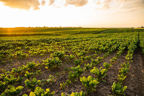 istock Summer sugar beet farmland with green plants under sunset evening sky 2234837524