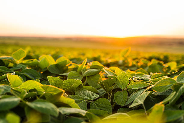 istock Soybean leaves closeup glowing in sunset light in summer farmland field 2234837607