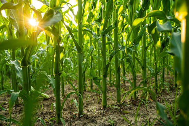 Corn plants with green stems glowing under summer sunlight in farmland agriculture field with rural background