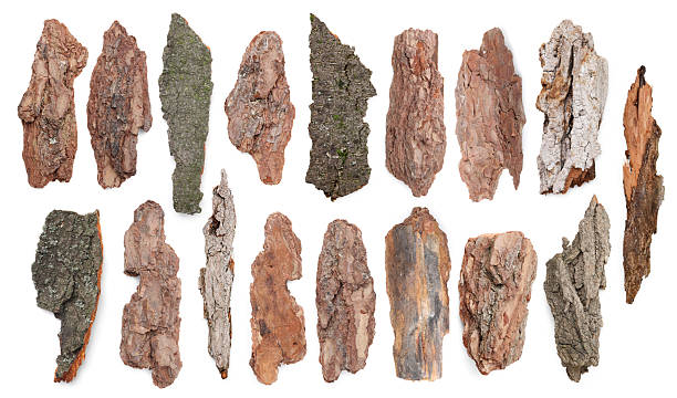 PIeces of tree bark isolated on white, collage