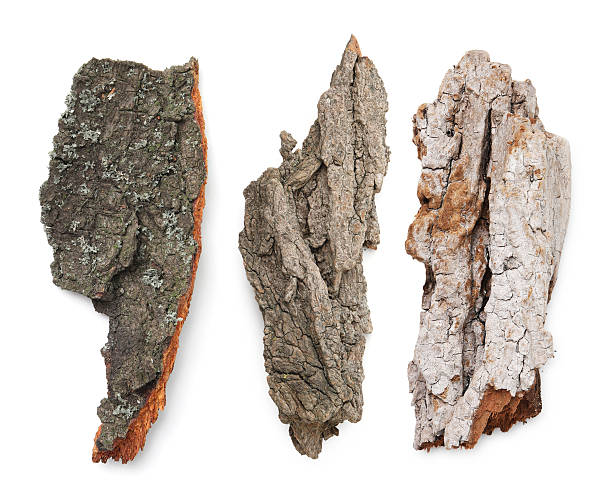 PIeces of tree bark isolated on white, collage