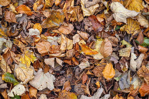 Close-up of autumnal leaves on a forest floor. Warm orange coloured leaves in different shapes. The location is Newcastle Upon Tyne, England.\n\nVideo of this scenario is available