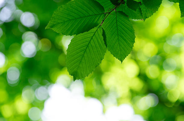 istock green leaves over green background 2234840773