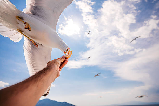 Young man feeding the seagull on the sea on a hot summer day in Thasos, Greece.
