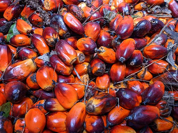 istock oil palm seeds (brondolan) close up 2234844172