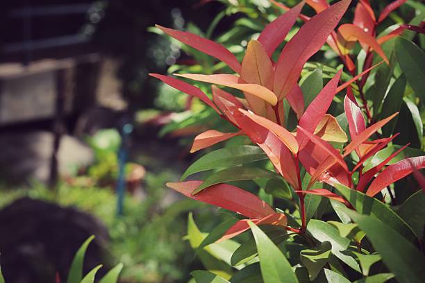 istock Red and green foliage pant spring 2234844200