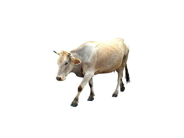 yellow cow on white background. close-up cow