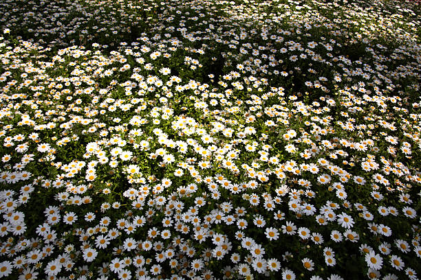 white daisies in shadow and sunlight. white daisies