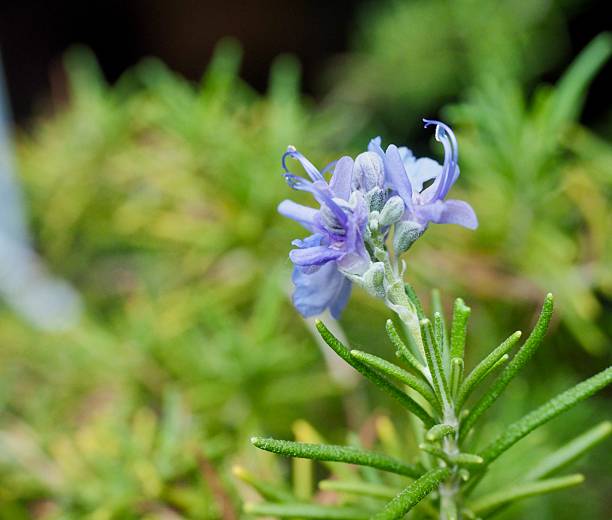 istock Rosemary flower, nature, plant 2234846190