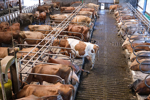 In a dynamic display of farm life, a blurred figure of a farmer carrying a blue bucket moves swiftly past a row of cows, indicating the constant motion and work on a dairy farm.