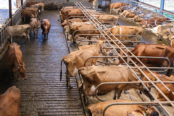 istock Cows resting in a spacious barn with ample copy space, showcasing tranquil farm life and dedicated livestock care 2234847588