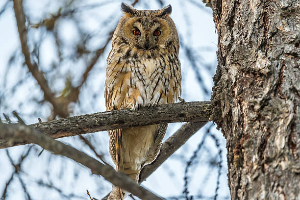istock Long-eared owl (Asio otus), looking forward with wide opened eyes 2234847791